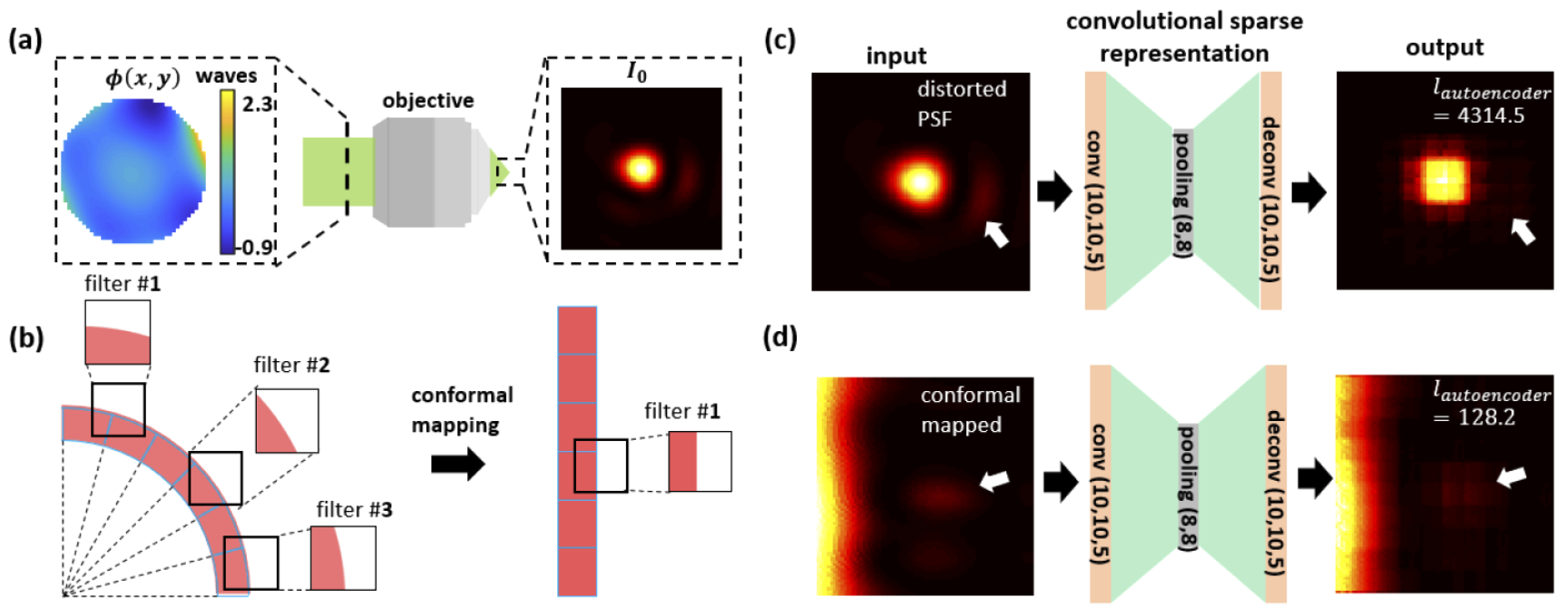 Conformal convolutional neural network (CCNN) for single-shot sensorless wavefront sensing