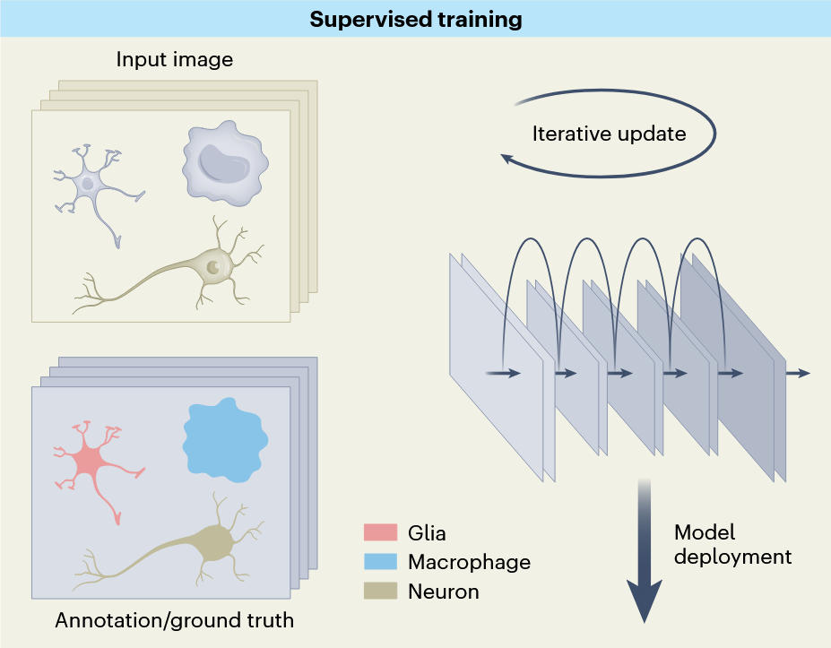 Challenges and opportunities in bioimage analysis