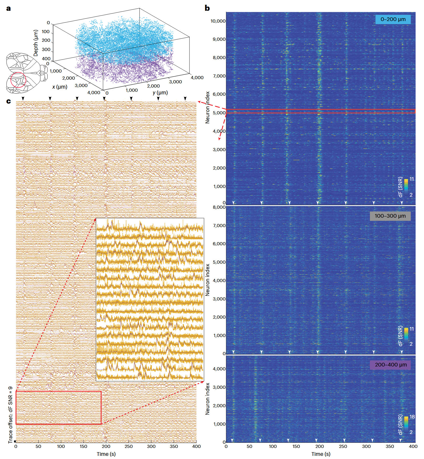 Mesoscale volumetric light-field (MesoLF) imaging of neuroactivity across cortical areas at 18 Hz