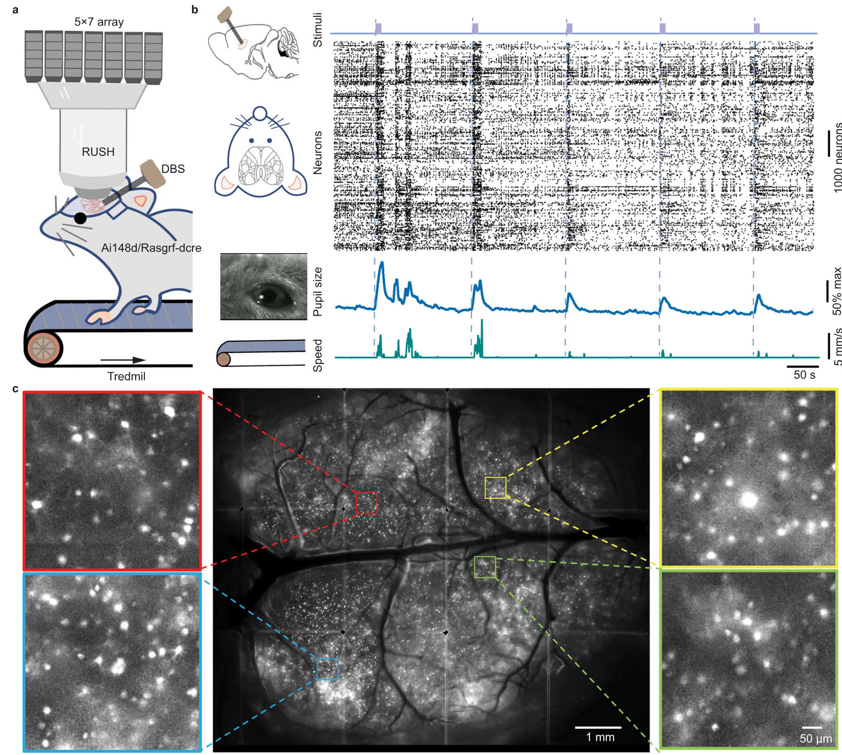 Mesoscale neuronal granular trial variability in vivo illustrated by nonlinear recurrent network in silico
