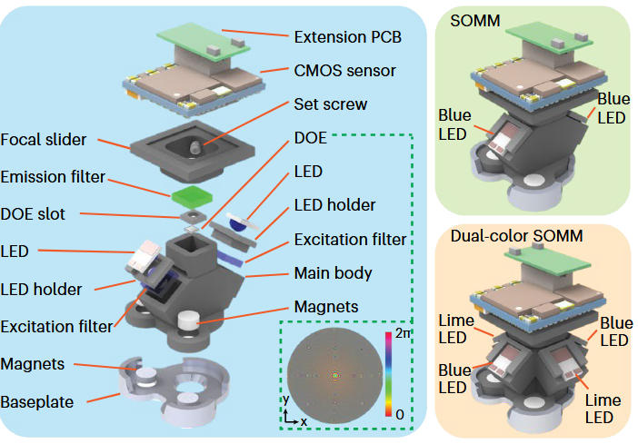 A miniaturized mesoscope for the large-scale single-neuron-resolved imaging of neuronal activity in freely behaving mice