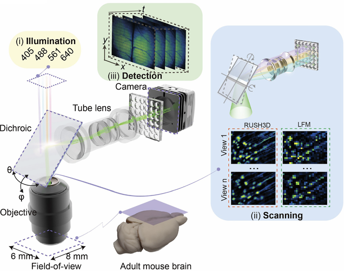 Long-term mesoscale imaging of 3D intercellular dynamics across a mammalian organ