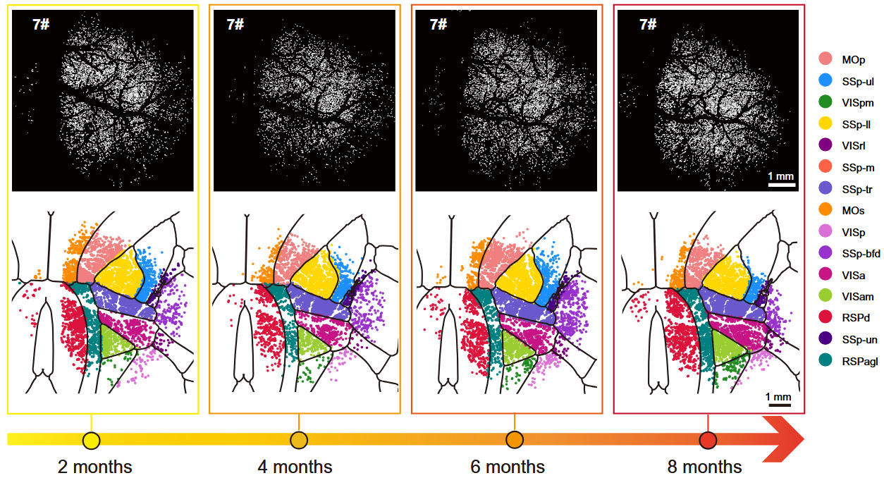 The Optically Guided and Pre-assembled Implantation Cranial Window Reveals Cortical Spatial Representations during Navigation